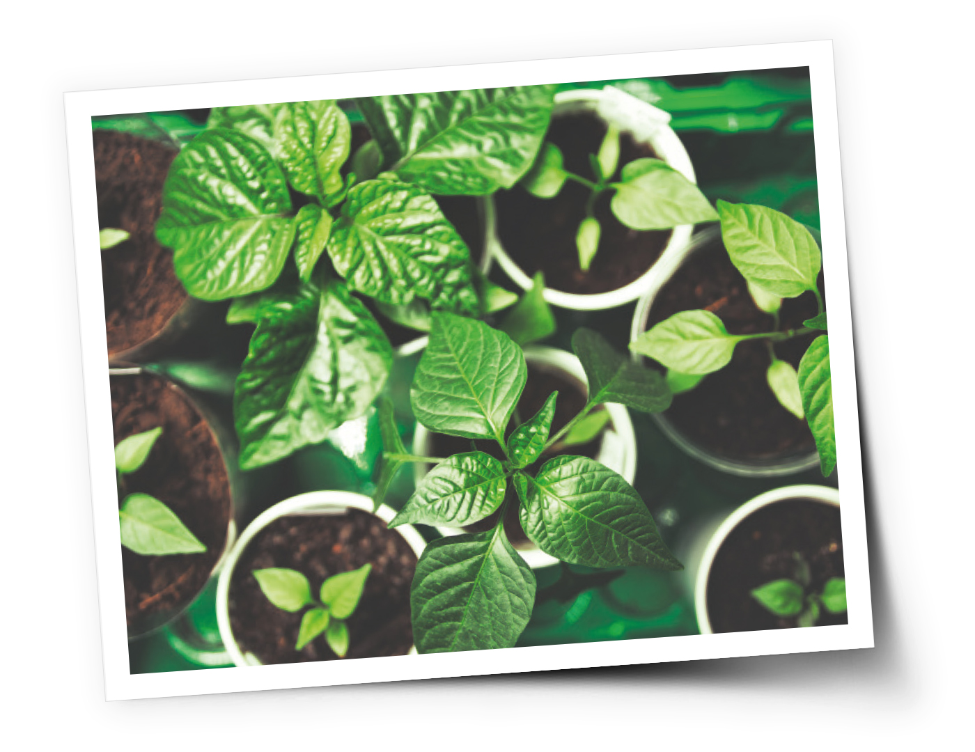 Pflanzen Polaroid